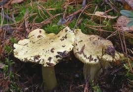 Attēlu rezultāti vaicājumam “Tricholoma flavovirens”