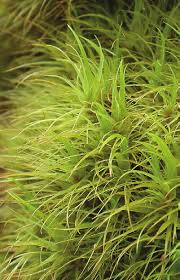 Attēlu rezultāti vaicājumam “Dicranum majus”