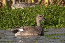 Attēlu rezultāti vaicājumam “Anas strepera”