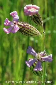 Attēlu rezultāti vaicājumam “Silene tatarica flower”