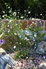 Attēlu rezultāti vaicājumam “Androsace septentrionalis fruit”