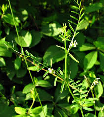 Attēlu rezultāti vaicājumam “Vicia hirsuta flower”