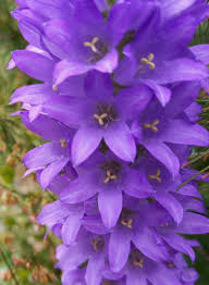 Image result for Campanula spicata