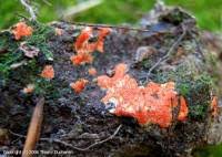 Attēlu rezultāti vaicājumam “Hypomyces armeniacus”