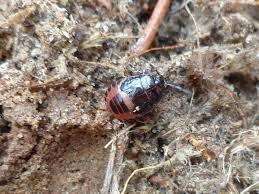 Attēlu rezultāti vaicājumam “Adomerus biguttatus”