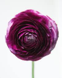 Attēlu rezultāti vaicājumam “Ranunculus mendax flower”