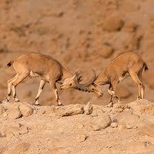 Attēlu rezultāti vaicājumam “Capra juvenile”
