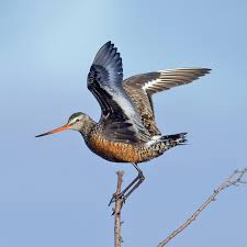 Image result for Limosa haemastica