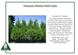 Attēlu rezultāti vaicājumam “Thuja plicata”