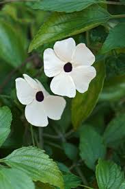 Image result for Thunbergia alata