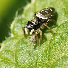 Attēlu rezultāti vaicājumam “Heliophanus sp.”