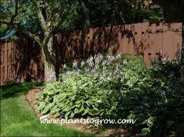 Image result for Hosta fortunei albomarginata