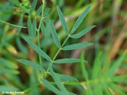 Attēlu rezultāti vaicājumam “Astragalus arenarius”