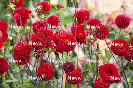 Image result for Dahlia x pinnata `Pompon Lilliput`