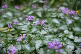 Attēlu rezultāti vaicājumam “Lamium maculatum leaf”