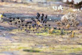 Attēlu rezultāti vaicājumam “Comatricha alta spores”