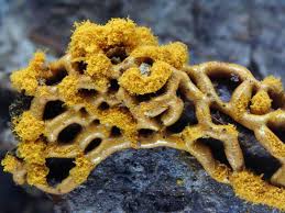 Attēlu rezultāti vaicājumam “Physarum luteolum spores”