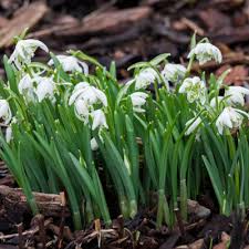 Attēlu rezultāti vaicājumam “Galanthus nivalis flower”
