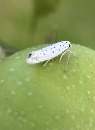 Attēlu rezultāti vaicājumam “Yponomeuta malinellus / cagnagella”