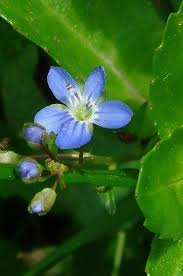 Attēlu rezultāti vaicājumam “Veronica beccabunga bud”