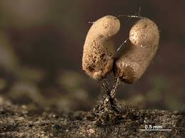 Attēlu rezultāti vaicājumam “Arcyria minuta macro”