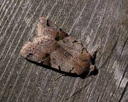 Attēlu rezultāti vaicājumam “Agrochola litura imago”