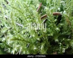 Attēlu rezultāti vaicājumam “Eurhynchium striatum”