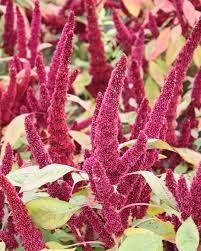 Attēlu rezultāti vaicājumam “Crataegus x macrocarpa”