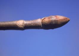 Attēlu rezultāti vaicājumam “Aesculus flava bud”