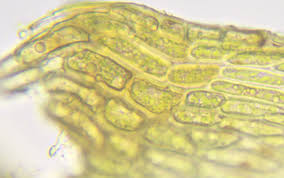 Attēlu rezultāti vaicājumam “Campyliadelphus elodes”
