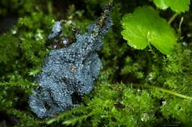 Attēlu rezultāti vaicājumam “Lindbladia tubulina”