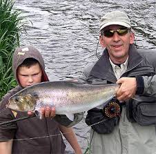 Image result for Alosa alosa