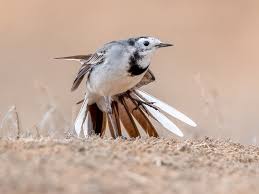 Attēlu rezultāti vaicājumam “Motacilla alba adult”