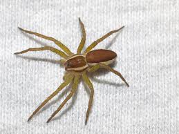 Attēlu rezultāti vaicājumam “Dolomedes fimbriatus”