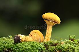 Attēlu rezultāti vaicājumam “Phaeolepiota aurea”