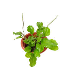 Attēlu rezultāti vaicājumam “Plantago major leaf”