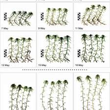 Attēlu rezultāti vaicājumam “Sphagnum riparium”