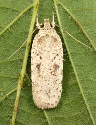 Attēlu rezultāti vaicājumam “Agonopterix aranella”