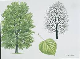 Attēlu rezultāti vaicājumam “Tilia x vulgaris”