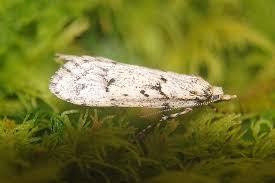 Attēlu rezultāti vaicājumam “Diurnea fagella”