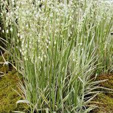 Attēlu rezultāti vaicājumam “Briza media bud”