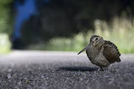 Attēlu rezultāti vaicājumam “Scolopax rusticola juvenile”