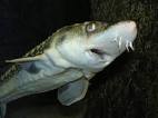 fauna - explosionsoflife: European Sturgeon (