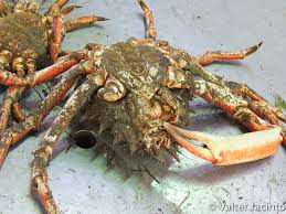 Image result for Maja brachydactyla