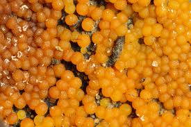 Attēlu rezultāti vaicājumam “Nectria peziza”