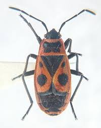 Attēlu rezultāti vaicājumam “Pyrrhocoris apterus”
