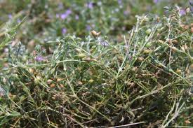 Attēlu rezultāti vaicājumam “Spergularia rubra leaf”