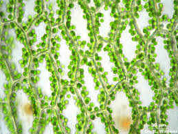 Attēlu rezultāti vaicājumam “Plagiomnium affine”