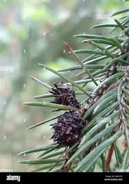 Attēlu rezultāti vaicājumam “Adelges laricis”