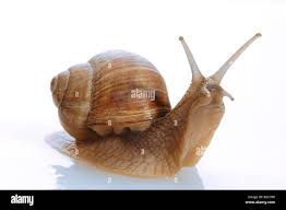 Attēlu rezultāti vaicājumam “Helix pomatia”